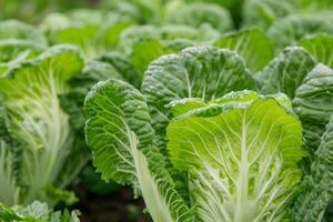 Frais vert chou les plantes avec rosée gouttes dans un biologique jardin, en relation à en bonne santé alimentaire, durabilité, et récolte festivals comme Souccot photo