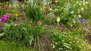 coloré printemps jardin dans plein Floraison avec assorti tulipes et fleurs sauvages, idéal pour Pâques et les mères journée arrière-plans et jardinage concepts photo