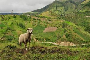 un mouton et une vue photo