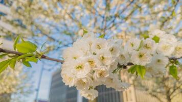 proche en haut de vibrant blanc Cerise fleurs avec une flou Urbain arrière-plan, symbolisant printemps et hanami Festival photo