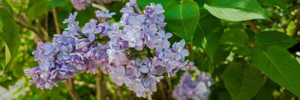 proche en haut de vibrant lilas fleurit avec luxuriant vert feuilles, symbolisant printemps et les mères jour, idéal pour jardinage ou la nature concepts photo