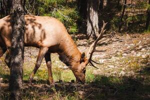 wapiti avec impressionnant bois pâturage dans forêt habitat, Nord Amérique photo