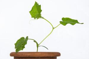 bébé concombre plante semis dans le marron argile pot croissance dans le serre. écraser semis prêt à plante. germer branche avec feuilles isolé sur blanc Contexte. fermer. côté voir. copie espace photo