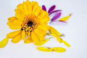 fermer de Marguerite fleur tête avec déchue Jaune rose pétales pose sur blanc Contexte. isolé calendule, souci fleur. Créatif minimaliste Facile conception concept. sélectif se concentrer. photo