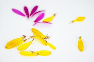 déchue pétales de souci fleurs isolé sur blanc Contexte. calendula lobes. chaud rose, Jaune lobes de africain Marguerite gerbera fleur. simple, minimaliste conception. sélectif se concentrer. copie espace photo