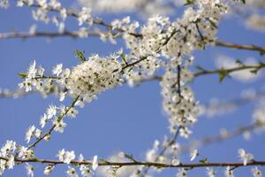 branche avec blanc fleurs contre bleu ciel photo