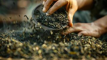 proche en haut de une les personnes les doigts tamisage par une pile de parfumé jasmin thé feuilles photo