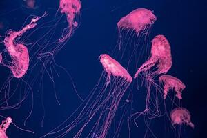 groupe de fluorescent méduse nager sous-marin aquarium bassin. photo