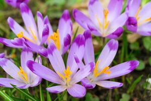épanouissement violet crocus fleurs en plein air dans une parc, jardin ou forêt photo