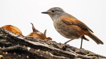 détaillé fermer de une oiseau sur une arbre tronc photo