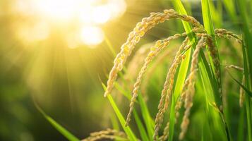 illuminé riz tiges à le coucher du soleil dans verdoyant agricole champ photo