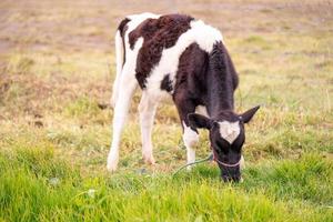 une vache noire et blanche photo