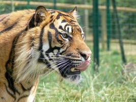profil d'une tête de tigre photo