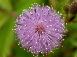 gros plan fleur rose mimosa pudica avec arrière-plan flou photo