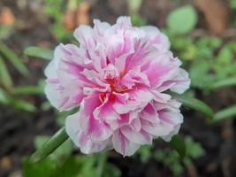 fleur de pourpier rose en fleurs photo