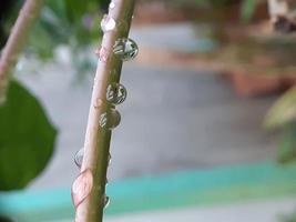 gouttelettes d'eau sur une branche d'arbre photo