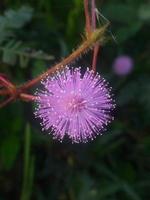 gros plan fleur de mimosa pudica photo