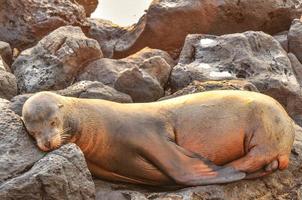 lion de mer sur la plage photo