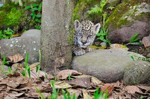 jeune jaguar, équateur photo