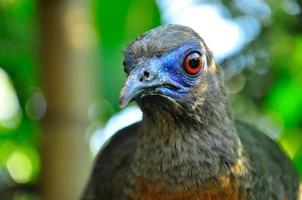 un oiseau inconnu photo