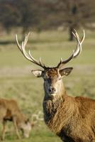 cerf sauvage dans un parc photo