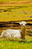 un alpaga assis sur l'herbe photo