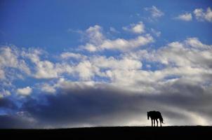 silhouette d'un cheval photo