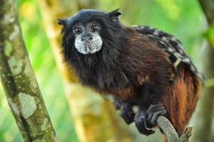 un singe dans un arbre photo