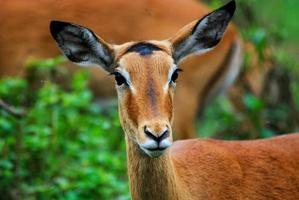 visage d'antilope, afrique