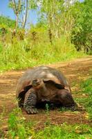 une tortue des galapagos photo