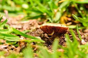 champignons dans un environnement naturel photo