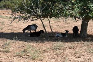 Chèvres sous figuier à la campagne l'île de Formentera, Espagne photo