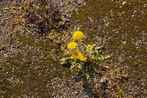 fleurs grandir sur le asphalte photo