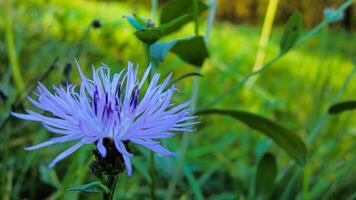 violet fleur dans le Prairie 2 photo