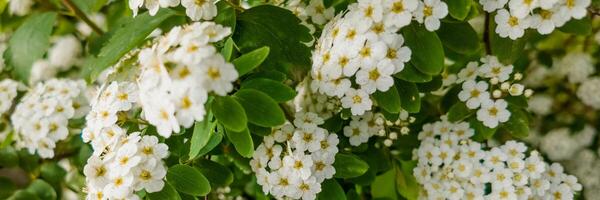 proche en haut de blanc spirée fleurs avec vibrant vert feuillage, idéal pour printemps à thème arrière-plans et jardinage contenu photo