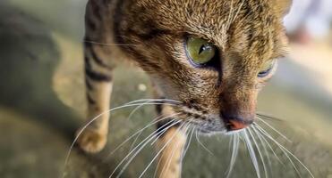 magnifique mignonne abandonné rue chat avec duveteux fourrure, une égarer chat dans le rue photo