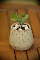 magnifique décoration plante dans petit pot. vert plante dans petit pot mis comme pièce décorations et intérieur décor. photo