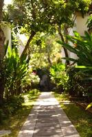 magnifique vert tropical jardin Extérieur véranda avec écologique les plantes entouré la nature dans Asie photo