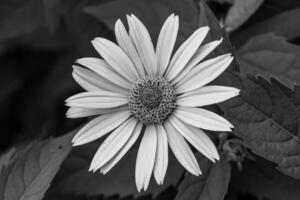 Belle fleur sauvage aster faux tournesol sur fond prairie photo