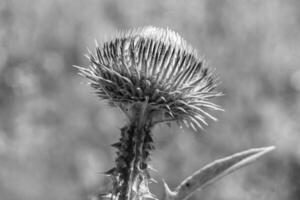 belle racine de fleur de plus en plus bardane chardon sur fond prairie photo