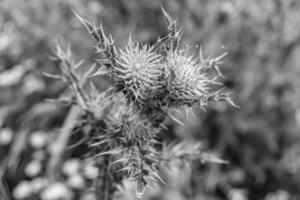 belle racine de fleur de plus en plus bardane chardon sur fond prairie photo