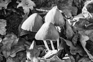 la photographie à thème grand magnifique toxique champignon dans forêt sur feuilles Contexte photo