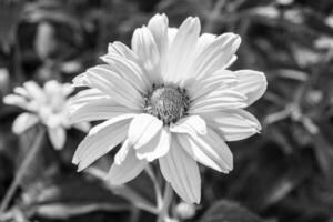 Belle fleur sauvage aster faux tournesol sur fond prairie photo