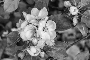 la photographie sur thème magnifique fruit branche Pomme arbre avec Naturel feuilles en dessous de nettoyer ciel photo