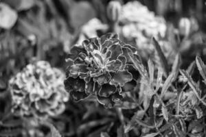 Calendula de souci de fleurs sauvages fines sur fond de prairie photo