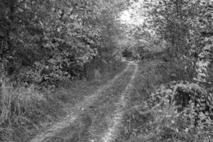 photographie sur le thème beau sentier dans les bois de feuillage sauvage photo