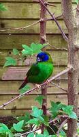 une étourdissant vert oiseau avec bleu faciale marquages perchoirs sur une bifurquer, vibrant couleurs ensemble contre une en bois toile de fond photo