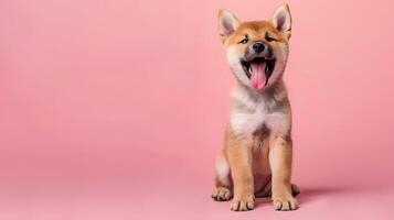 portrait de une mignonne shiba inu chiot sur une coloré Contexte. neural réseau photo