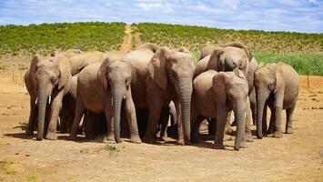 troupeau de africain éléphants recroquevillé ensemble sur une sec savane en dessous de une clair ciel, mettant en valeur Naturel faune comportement photo