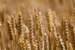 oreilles de blé dans une céréale champ dans été, tige et grain photo